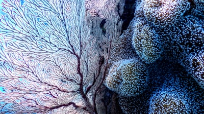 白色和蓝色珊瑚